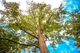 Best Tree Maintenance Programs  in Surf City, NJ