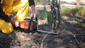 Best Hazardous Tree Removal  in Surf City, NJ