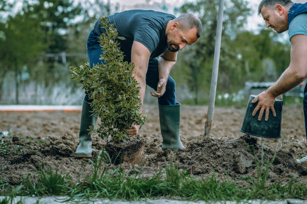 Best Aeration Services  in Surf City, NJ