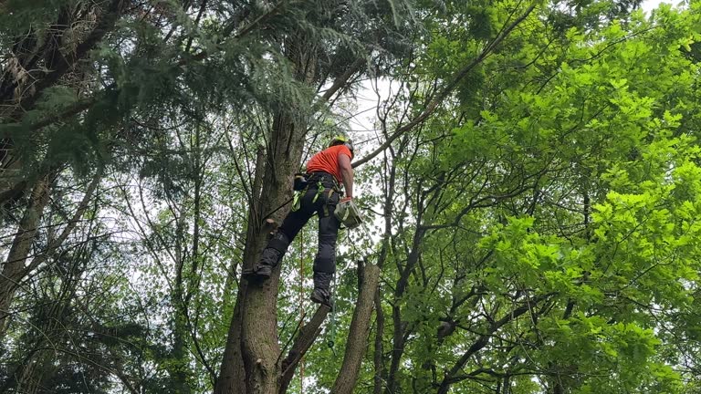Best Tree Disease Treatment  in Surf City, NJ