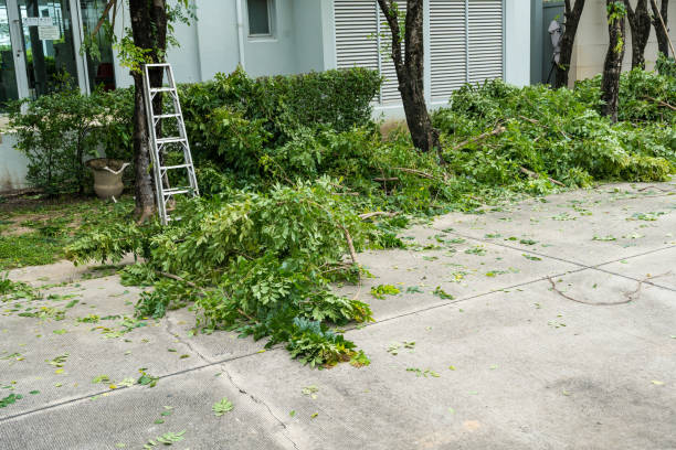 How Our Tree Care Process Works  in  Surf City, NJ