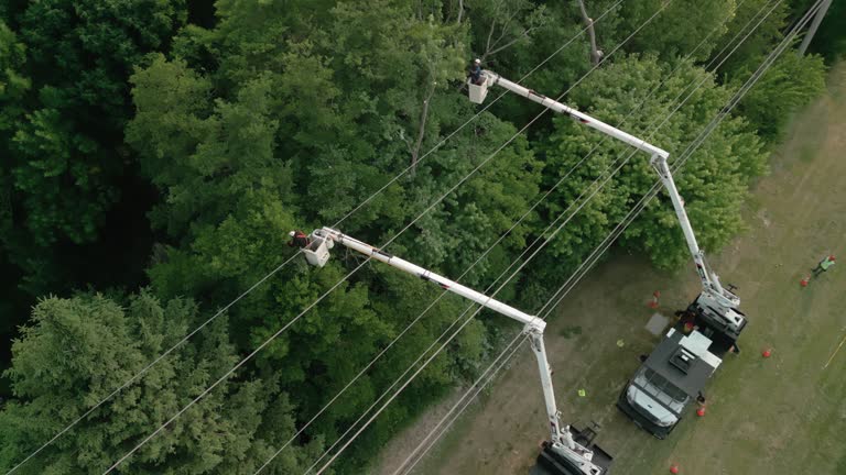 Best Tree Trimming and Pruning  in Surf City, NJ