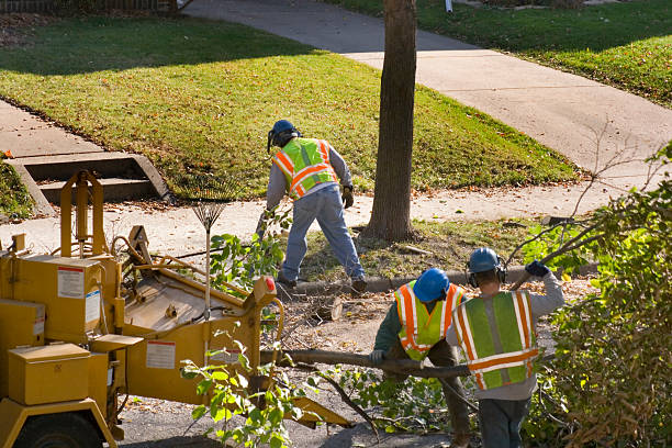 Best Utility Line Clearance  in Surf City, NJ