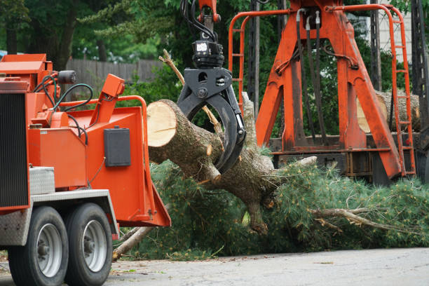 Best Root Management and Removal  in Surf City, NJ