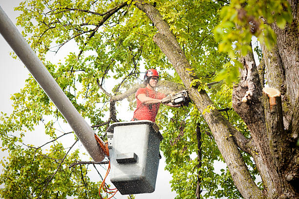 Surf City, NJ Tree Services Company