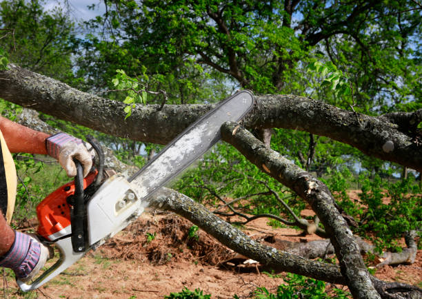 Best Tree Mulching  in Surf City, NJ